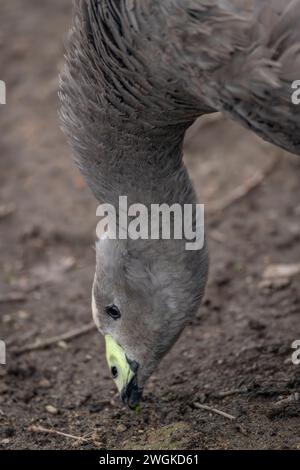 Graue Gans im Winter kalter Tag mit trockenem, schmutzigem Boden Stockfoto