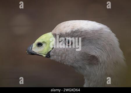 Graue Gans im Winter kalter Tag mit trockenem, schmutzigem Boden Stockfoto