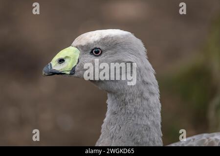 Graue Gans im Winter kalter Tag mit trockenem, schmutzigem Boden Stockfoto