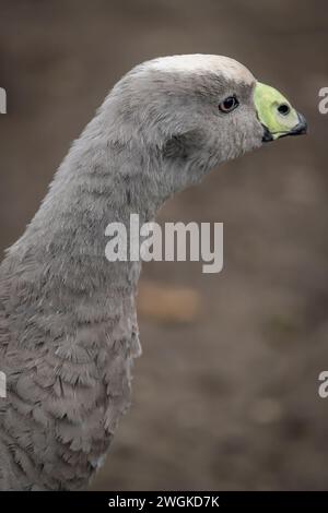 Graue Gans im Winter kalter Tag mit trockenem, schmutzigem Boden Stockfoto