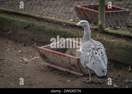 Graue Gans im Winter kalter Tag mit trockenem, schmutzigem Boden Stockfoto