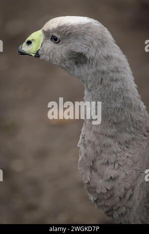 Graue Gans im Winter kalter Tag mit trockenem, schmutzigem Boden Stockfoto