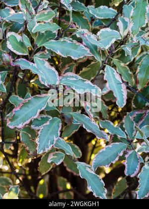 Pinkfarbene und cremefarbene Laubränder des halbharten immergrünen Strauchs Pittosporum tenuifolium „Elizabeth“ Stockfoto