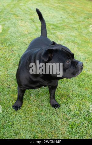 Staffordshire Bull Terrier Hund steht auf Gras, sein Kopf ist im Profil zur Seite gedreht. Stockfoto