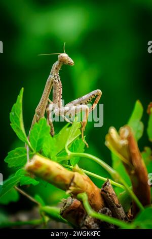 Carolina Mantis (Pearl Crescent (Phyciodes tharos) auf grünen und gelben Pflanzen) versteckt sich zwischen Blättern Stockfoto