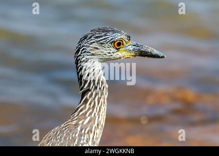 Junger gelbgekrönter Nachtreiher (Nyctanassa violacea), der in einem See waten. Stockfoto