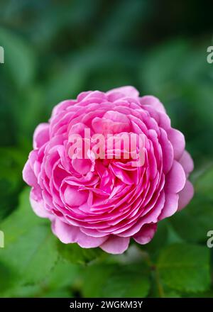 Schöne rosa englische Rosenblume in einem Hüttengarten mit verschwommenem Hintergrund. Selektiver Fokus. Kopierbereich. Stockfoto