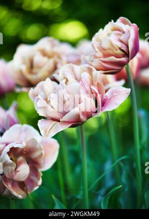 Schöne Bronze Aprikose Doppel Tulpenblüten in einem frühen Frühling Cottage Garten. La Belle Epoque (Tulipa) Gartenkonzept. Weichzeichner. Stockfoto