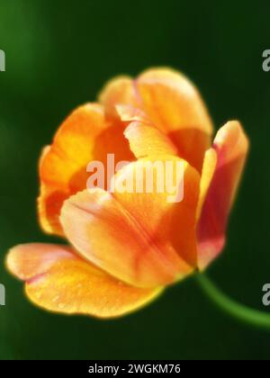 Nahaufnahme einer orangen Tulpenblüte Stockfoto