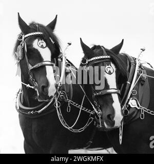 Shire Horses beim Fairford Pflügen Match, Burford, Oxfordshire Stockfoto