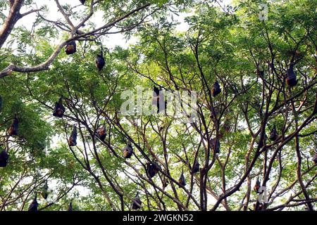 Eine Gruppe Fledermausvögel oder Flying Fox hängt an einem großen Baum Stockfoto