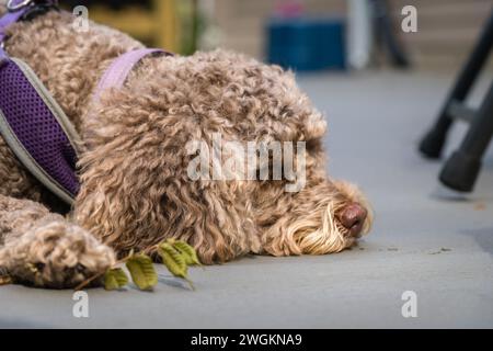 Kleiner brauner (oder leberfarbiger) Labradoodle Hund schlafend oder traurig. Stockfoto