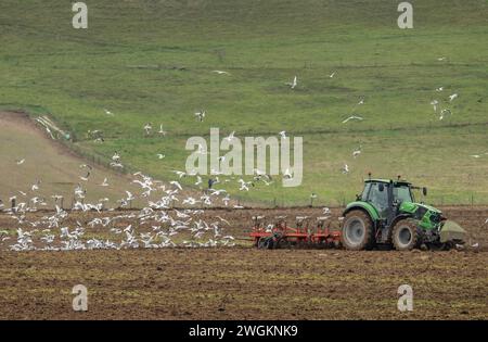 Möwen folgen dem Pflug während des Winterpflügens in der Nähe von Maiden Castle, Dorchester. Hauptsächlich Schwarzkopfmöwen, Chroicocephalus ridibundus. Stockfoto