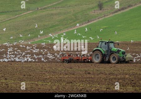 Möwen folgen dem Pflug während des Winterpflügens in der Nähe von Maiden Castle, Dorchester. Hauptsächlich Schwarzkopfmöwen, Chroicocephalus ridibundus. Stockfoto