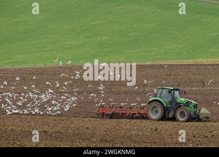 Möwen folgen dem Pflug während des Winterpflügens in der Nähe von Maiden Castle, Dorchester. Hauptsächlich Schwarzkopfmöwen, Chroicocephalus ridibundus. Stockfoto