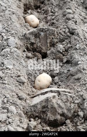 Pflanzkartoffeln auf dem Feld Stockfoto