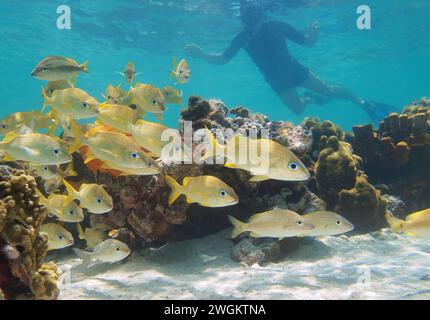Tropische Fische (Haemulidae) unter Wasser auf einem flachen Riff in der Karibik mit einem Mann, der im Hintergrund schnorchelt, natürliche Szene, Panama Stockfoto