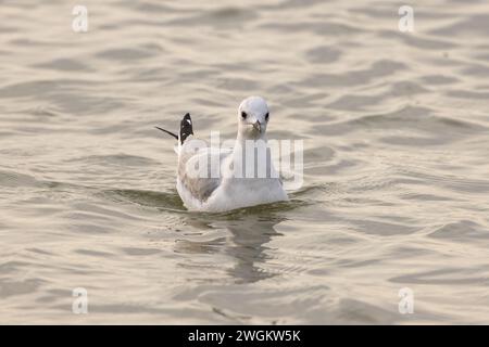 Eine Vorderansicht einer Bonaparte's Möwe, die auf dem Matanzas River schwimmt. Stockfoto