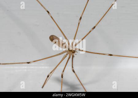 Cellar Spider, Pholcus phalangioides, Nelson, Südinsel, Neuseeland Stockfoto