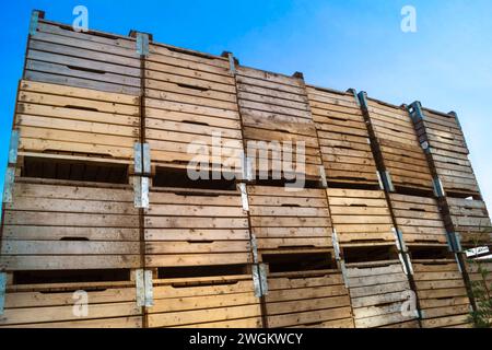 apfelbaum (Malus domestica), Holzkisten zur Lagerung von Äpfeln in einem Apfelgarten, Apfelernte, Deutschland Stockfoto