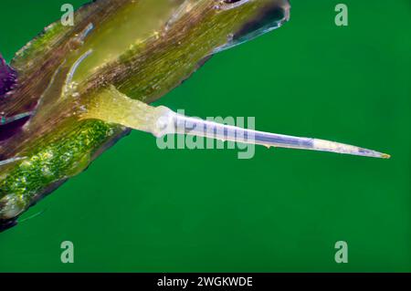 Brennnessel, Brennnessel, Brennnesselblatt, Brennnessel, Stachelholz (Urtica dioica), stechende Haare, Makroaufnahme, Deutschland, Mecklenburg-Vorpommern Stockfoto