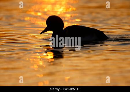 Rotkäppchen (Netta rufina), männlich auf dem Wasser bei Sonnenuntergang, Niederlande, Südholland Stockfoto