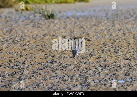 Europäischer Goldreher, Eurasischer Goldreher, Goldreher (pluvialis apricaria), fliegt im Wattenmeer, Dänemark, Juetland, Mandoe Stockfoto