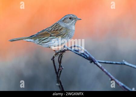 Dunnock (Prunella modularis), auf einem Zweig, Seitenansicht, Italien, Toskana Stockfoto