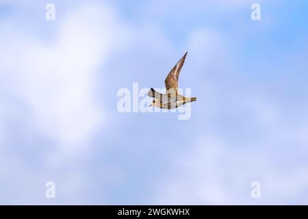 Europäischer Goldpfeifer (pluvialis apricaria), im Flug, Dänemark, Jütland Stockfoto