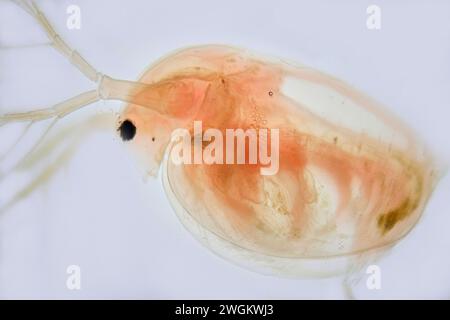 Wasserfloh (Daphnia spec.), Mikroskopfoto, Deutschland, Mecklenburg-Vorpommern Stockfoto