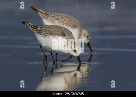 sanderling (Calidris alba), zwei Sanderlinge auf der Suche in Flachwasser, Seitenansicht, Italien, Toskana, Viareggio Stockfoto