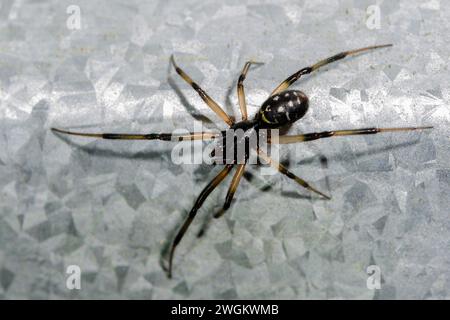 Falsche Katipo, Steatoda capensis, eingeführt aus Südafrika, Nelson, Südinsel, Neuseeland Stockfoto