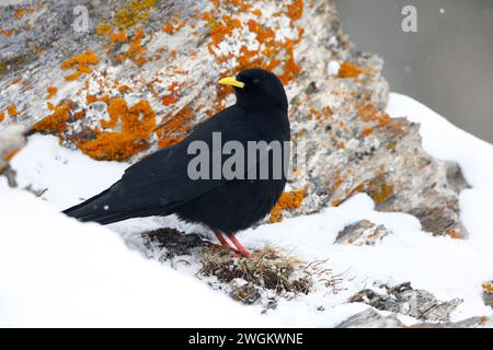 alpine chough (Pyrrhocorax graculus), liegt zwischen Felsen im Schnee, Schweiz, Gemmipass Stockfoto