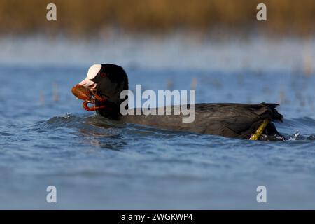 Schwarzer Hahn, Eurasischer Hahn, gemeiner Hahn (Fulica atra), Schwimmen mit gejagten Flusskrebsen im Schnabel, Seitenansicht, Italien, Toskana Stockfoto