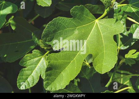 Speisefeige, gewöhnliche Feige, Figtree (Ficus carica), Feigen auf einem Baum Stockfoto