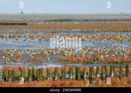 Europäischer Goldpfeifer (pluvialis apricaria), ruhende Herde auf einem Salzwiesen bei Ebbe, Deutschland, Schleswig-Holstein, Lundenbergsand, Husum Stockfoto