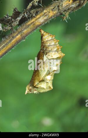 Karte Schmetterling (Araschnia levana), Puppe, Deutschland Stockfoto