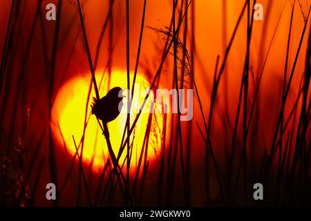 Eurasischer Zauner, nördlicher Zauner (Troglodytes troglodytes), männlicher Gesang im Schilf bei Sonnenaufgang, Niederlande, Süd-Holland, Rottemeren Stockfoto