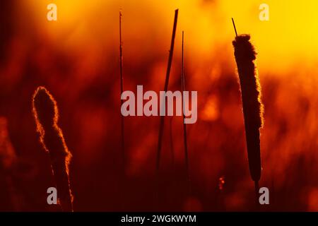 Gewöhnlicher Katzenschwanz, breitblättriger Katzenschwanz, breitblättriger Katzenschwanz, großer Schilf, Bulrush (Typha latifolia), Obststände bei Sonnenaufgang, Niederlande, Süden Stockfoto