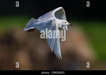 Islandmöwe (Larus glaucoides), junge Islandmöwe im Flug, Seitenansicht Stockfoto