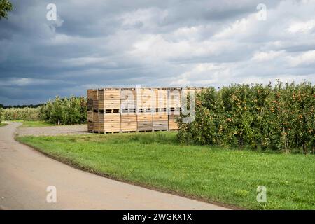 apfelbaum (Malus domestica), Holzkisten zur Lagerung von Äpfeln in einer Apfelplantage, Apfelernte, Deutschland Stockfoto