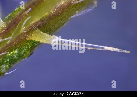 Brennnessel, Brennnessel, Brennnesselblatt, Brennnessel, Stachelholz (Urtica dioica), stechende Haare, Makroaufnahme, Deutschland, Mecklenburg-Vorpommern Stockfoto