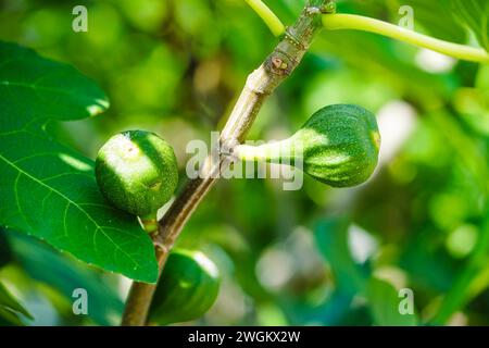 Speisefeige, gewöhnliche Feige, Figtree (Ficus carica), Feigen auf einem Baum Stockfoto