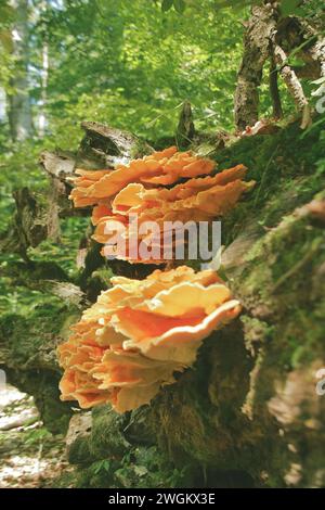 Das Huhn des Waldes, Aulphur polypore, Schwefelschelfe (Laetiporus sulphureus), an einem Baumstamm, Deutschland Stockfoto