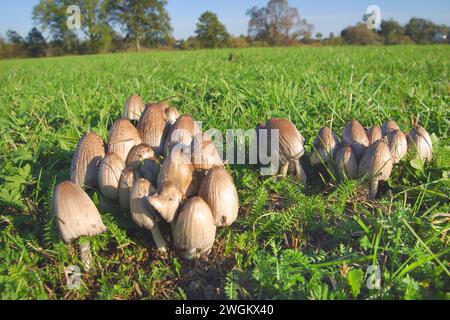 Gewöhnliche Tintenkappe, zottelige Tintenkappe, Rechtsanwalt (Coprinus atramentarius), Gruppe auf einer Wiese, Deutschland Stockfoto