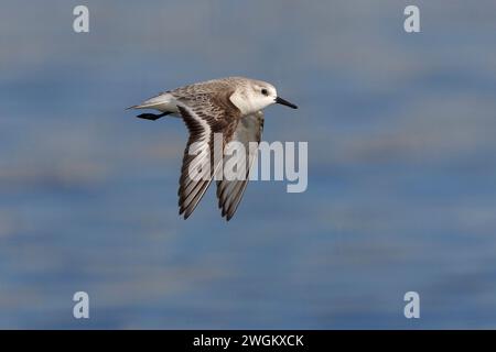 sanderling (Calidris alba), im Gleitflug über das Wasser, Seitenansicht, Italien, Toskana Stockfoto