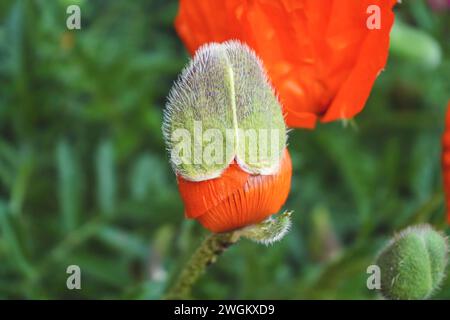 Orientalischer Mohn (Papaver orientale agg.), Eröffnungsknospe Stockfoto