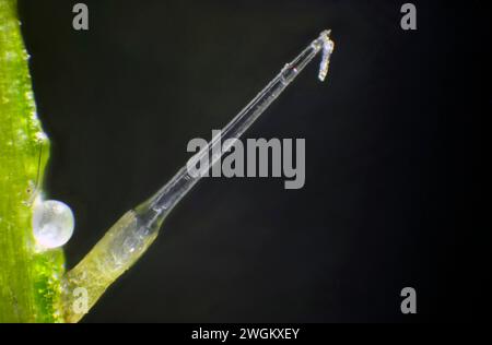 Brennnessel, Brennnessel, Brennnesselblatt, Brennnessel, Stachelholz (Urtica dioica), gebrochene stechende Haare, Makroaufnahme, Deutschland, Mecklenburg-Vorpommern Stockfoto