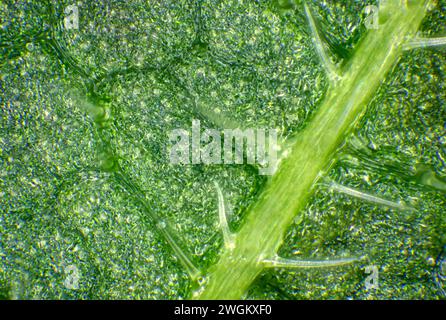 Brennnessel, Brennnessel, Brennnesselblatt, Brennnessel, Stachelholz (Urtica dioica), Blattunterseite mit stechenden Haaren, Makroaufnahme, Deutschland, Mecklenburg- Stockfoto