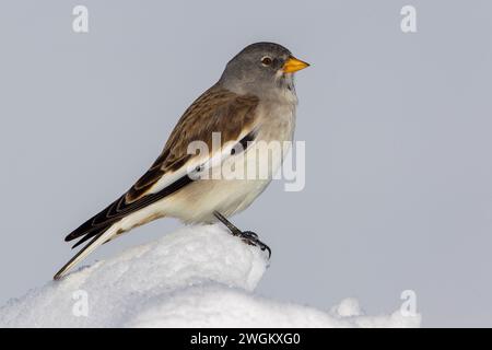 Weißflügelige schneefinke (Montifringilla nivalis), im Schnee thronend, Seitenansicht, Italien, Venetien Stockfoto